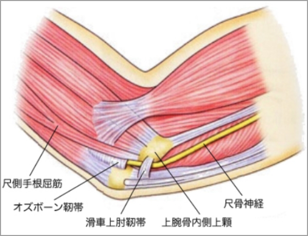 尺骨神経の走行（右肘内側）