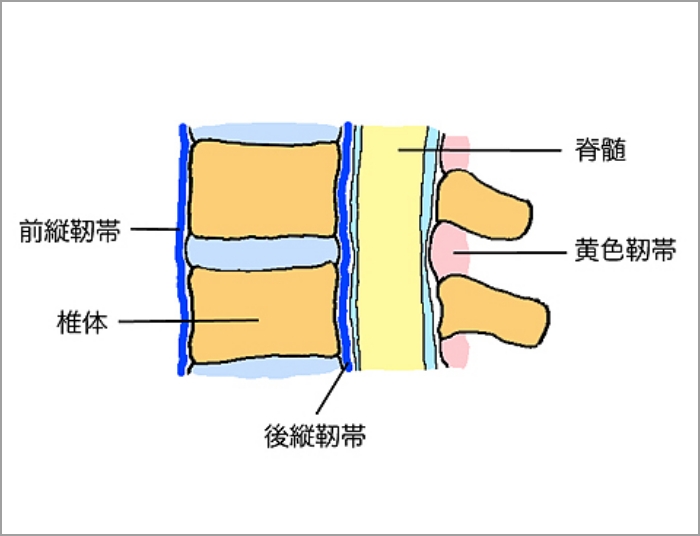 背骨の靱帯図