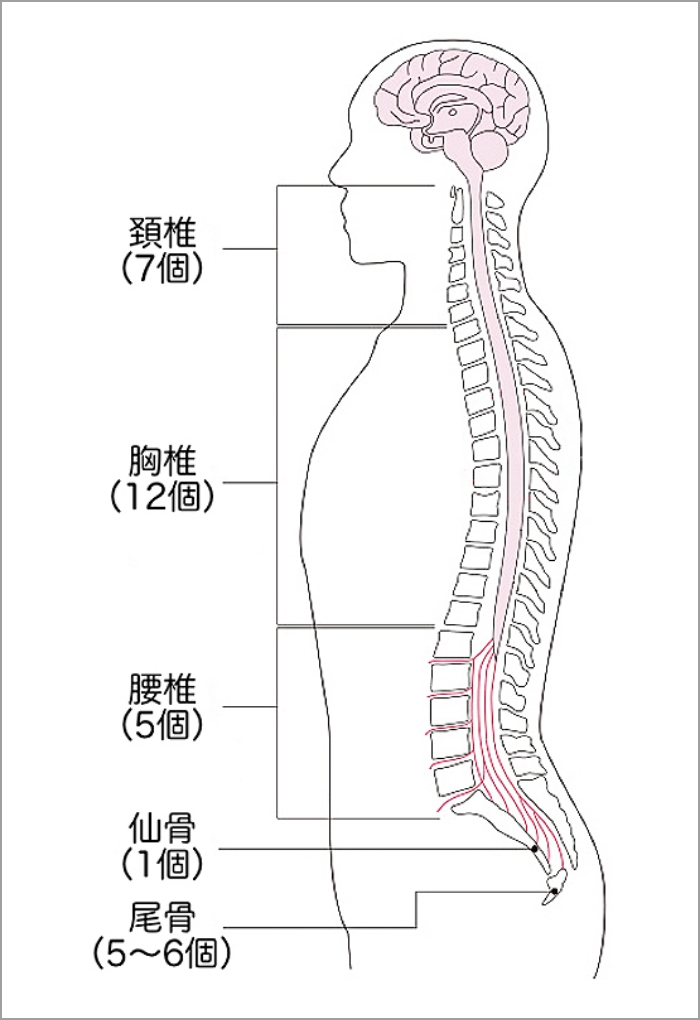 人体の背骨の図