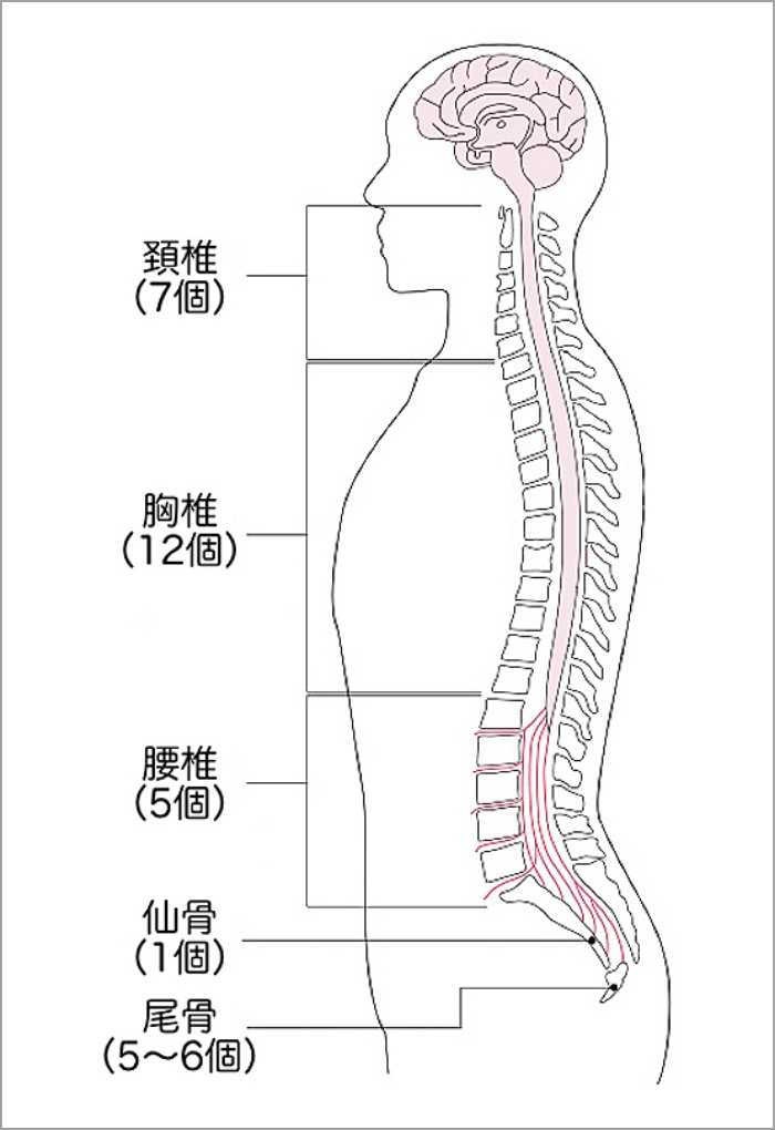 B62-079 脊椎脊髄ジャーナル 特集 脊椎脊髄のスポーツ障害と外傷
