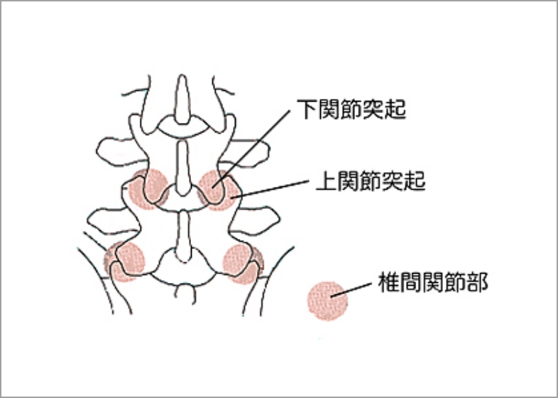 椎間関節部の図
