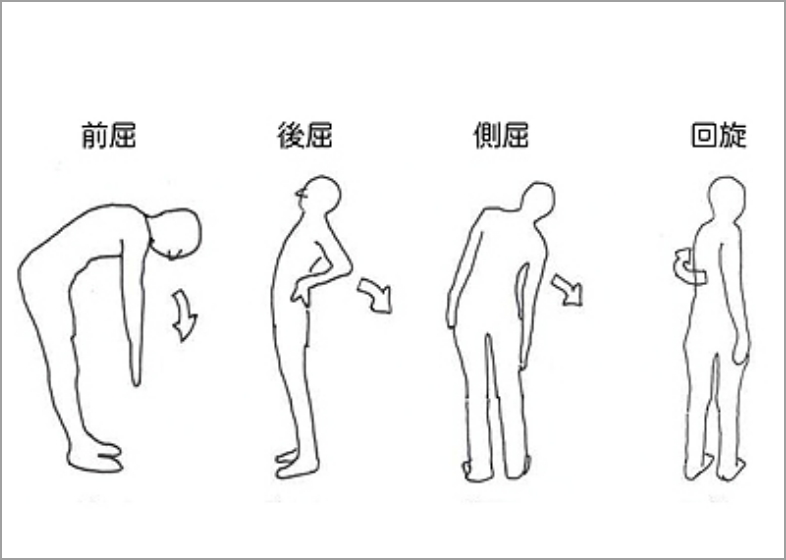 前屈など背骨の機動性の図