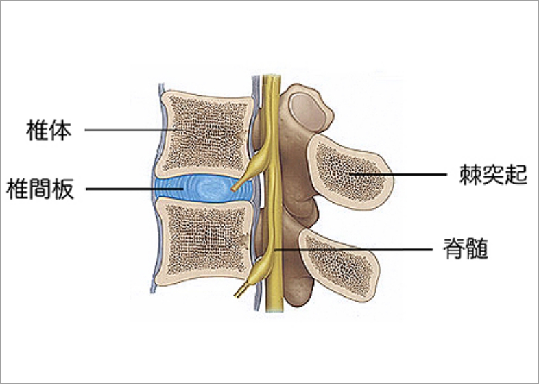 横から見た椎骨