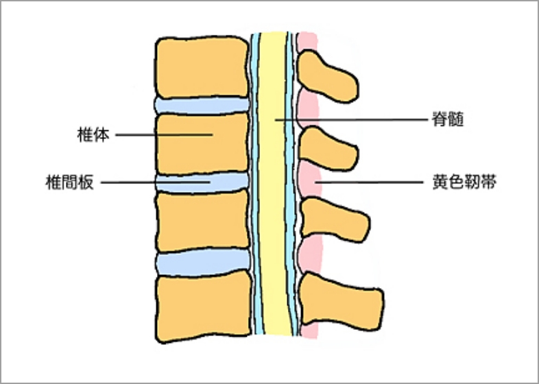 正常脊椎